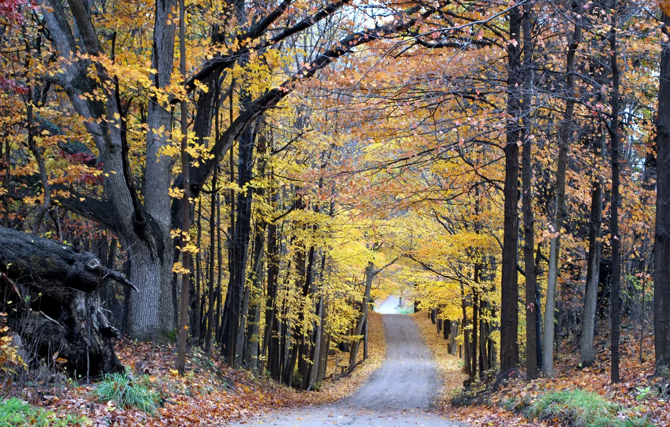 Photo wallpaper road, autumn, forest, forest, falling leaves, road, autumn, leaves