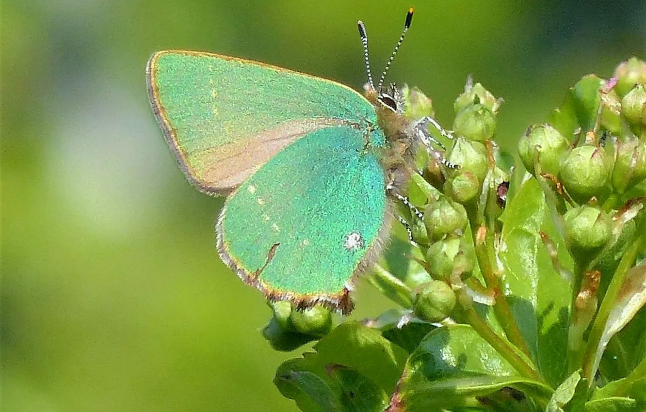 Photo wallpaper macro, butterfly, wings, beautiful, flowering, closeup