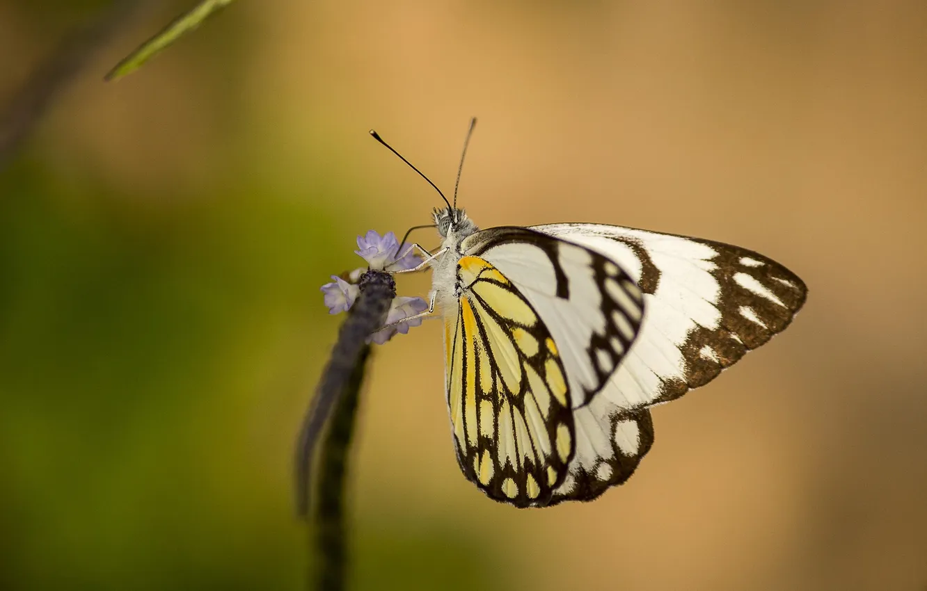 Photo wallpaper flowers, macro, butterfly, wings, beautiful, closeup