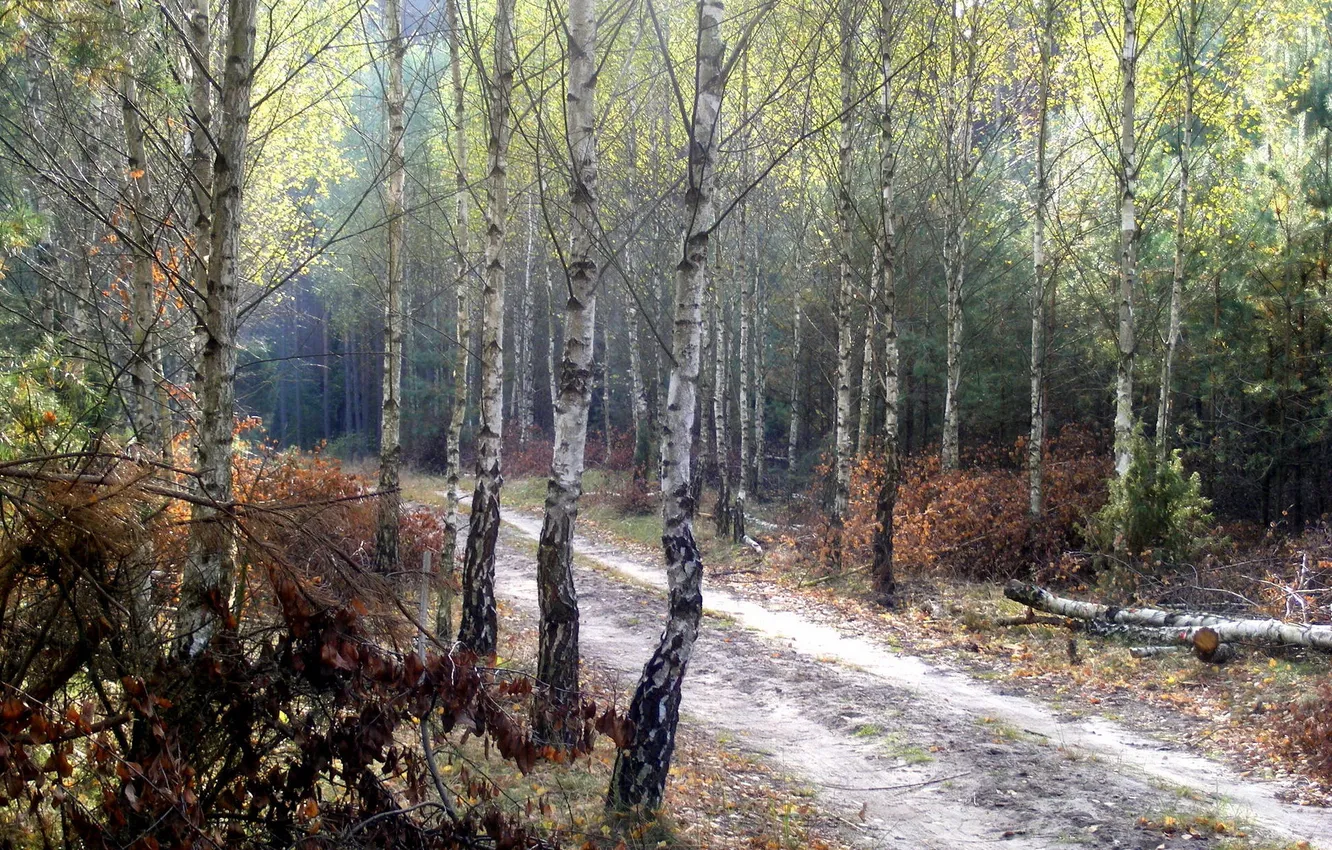 Photo wallpaper forest, nature, autumn