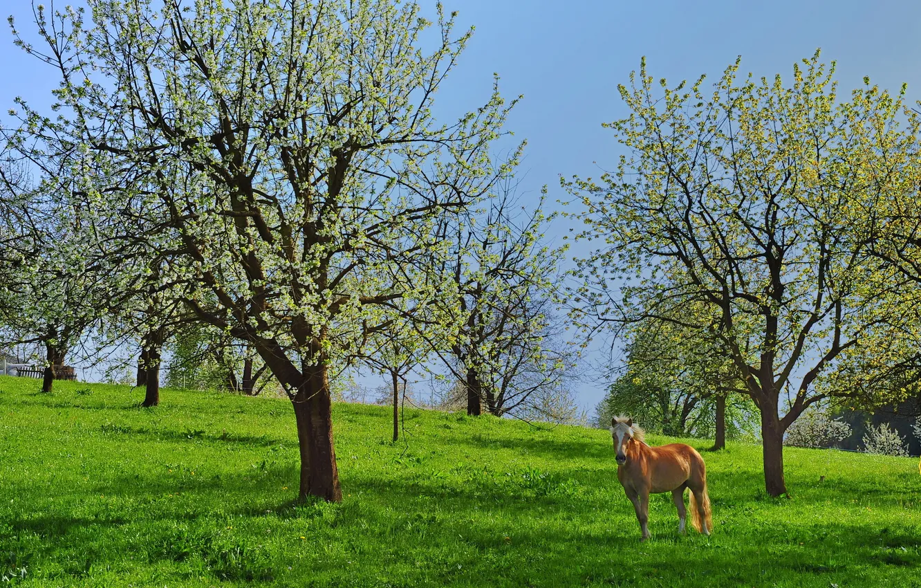 Photo wallpaper summer, trees, horse