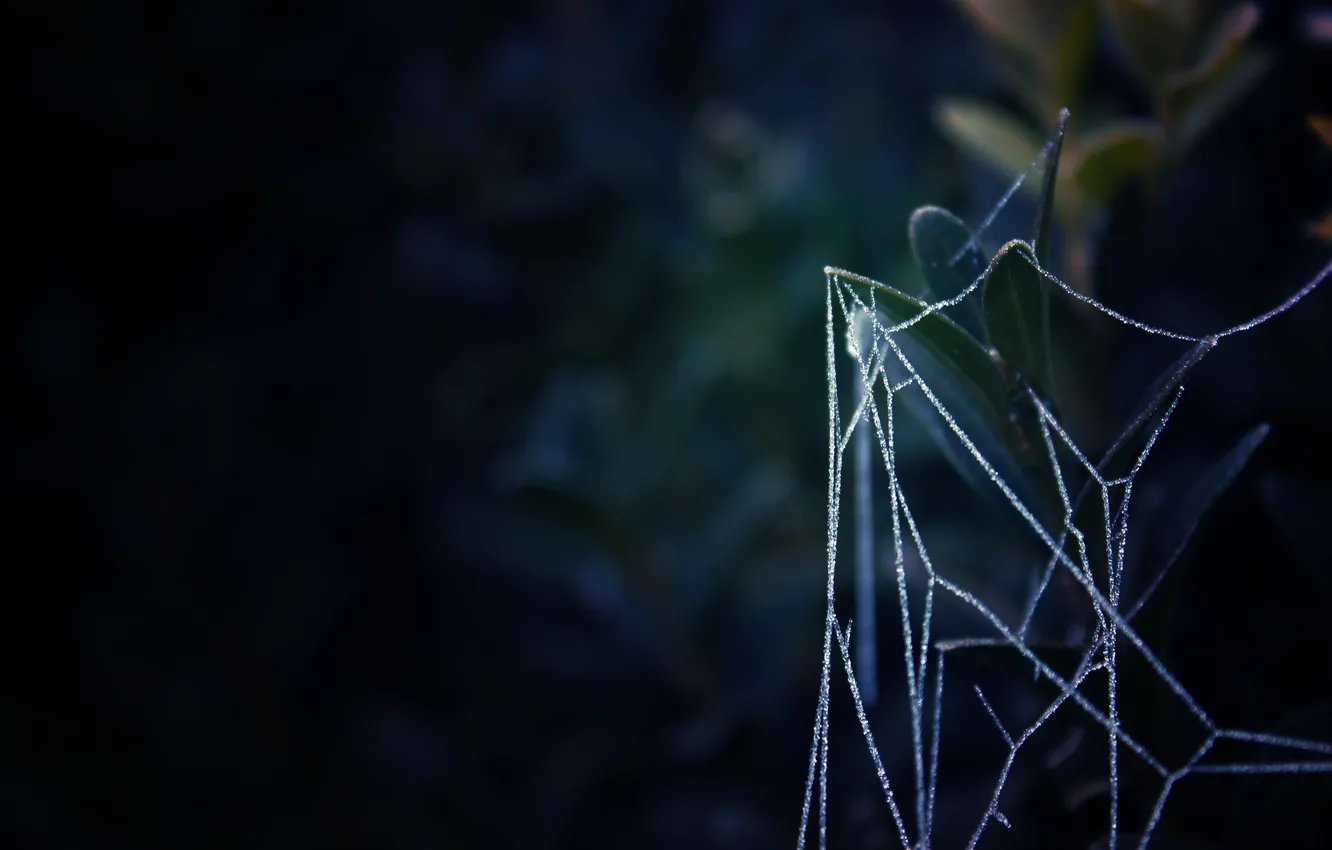 Photo wallpaper macro, nature, plant, web