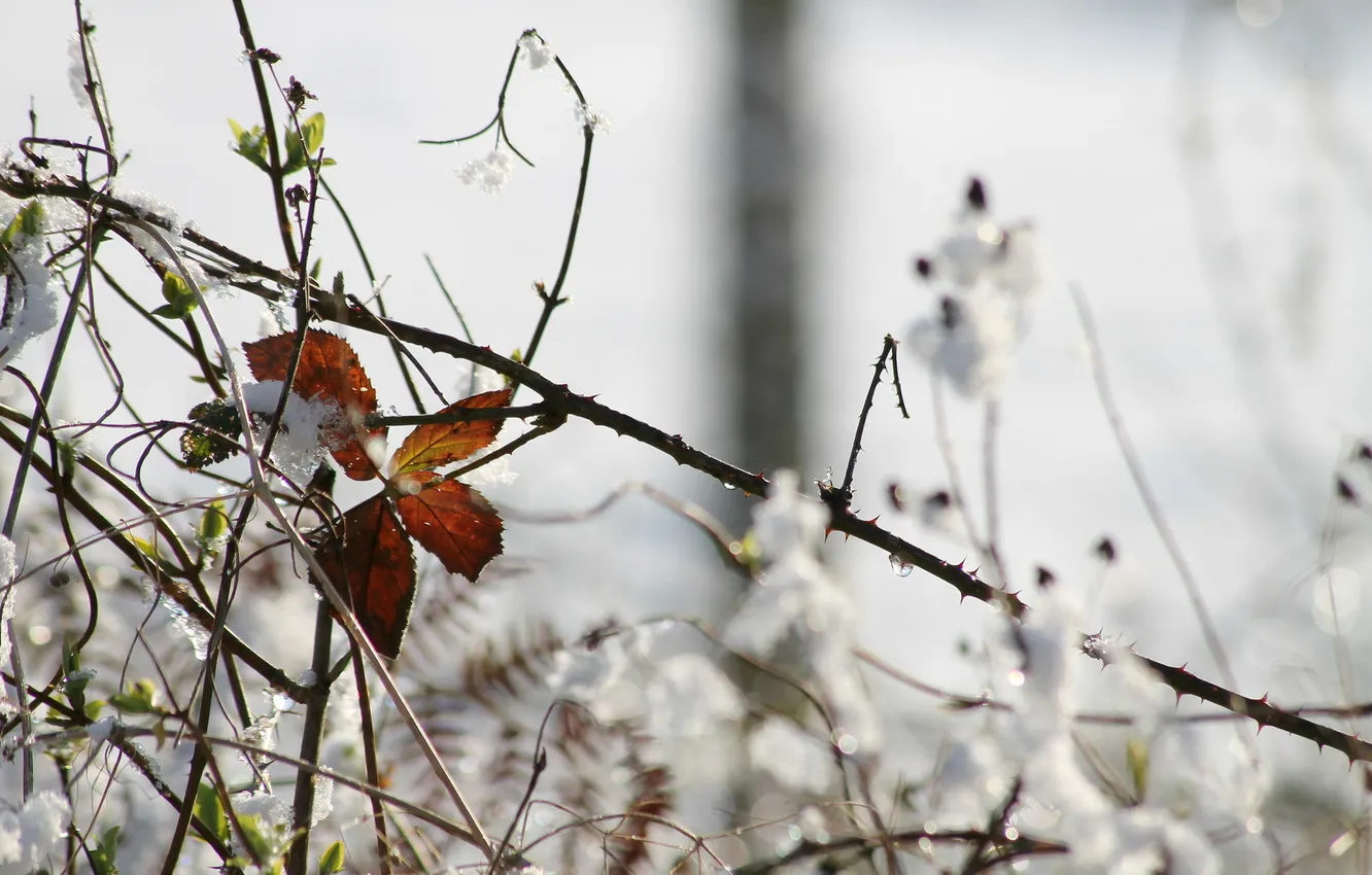 Photo wallpaper macro, nature, background