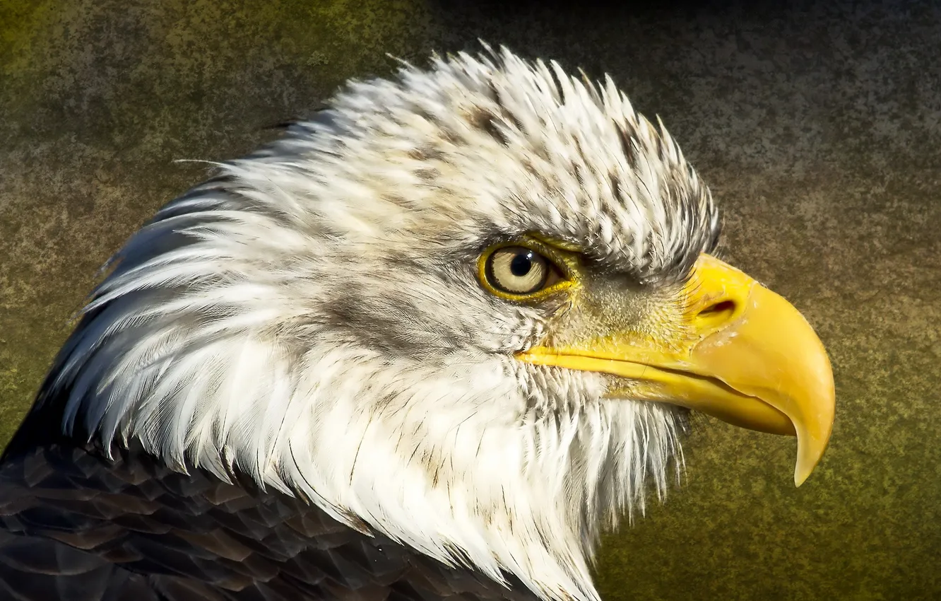 Photo wallpaper background, bird, eagle