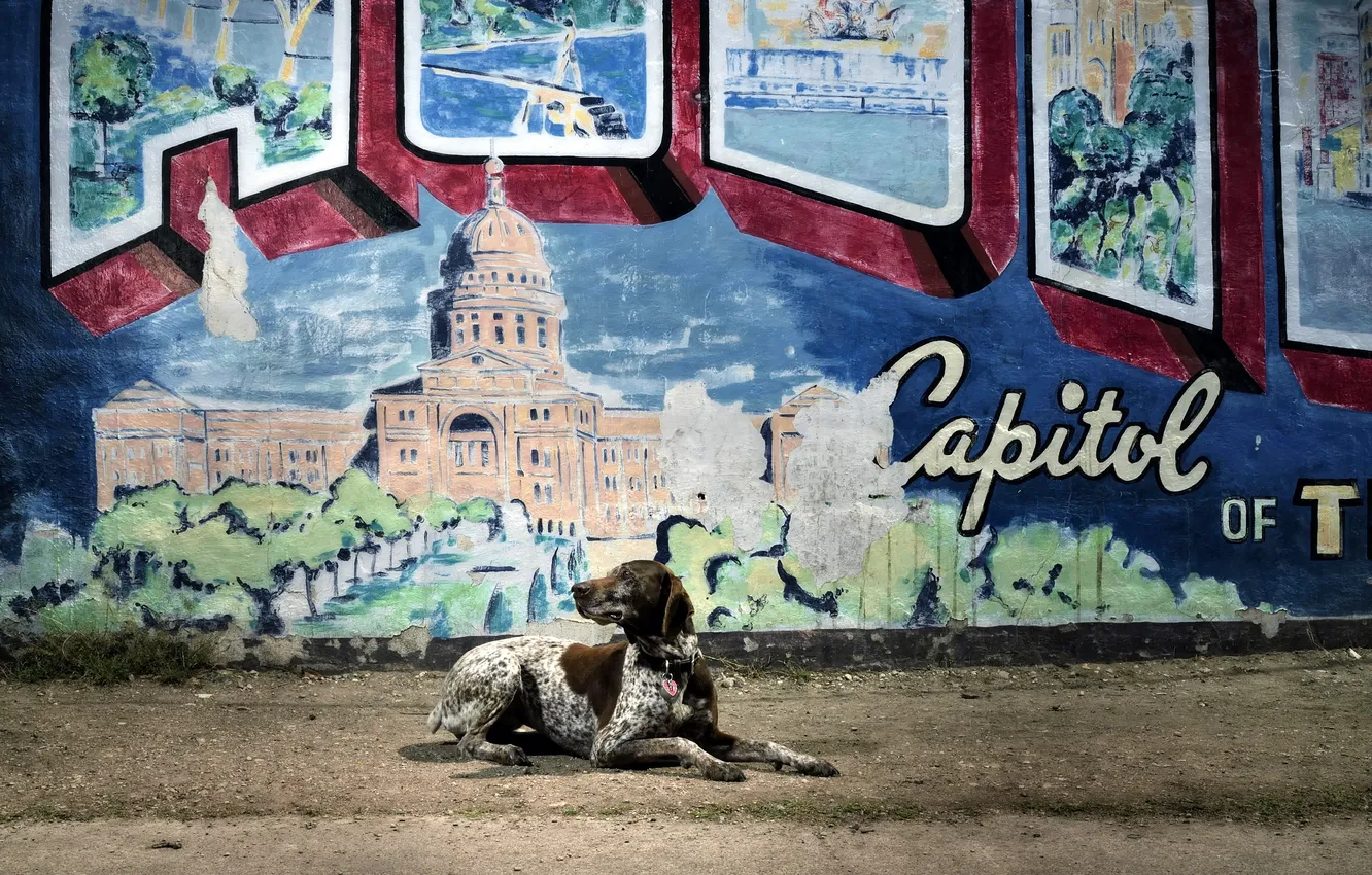 Photo wallpaper the city, each, wall, dog