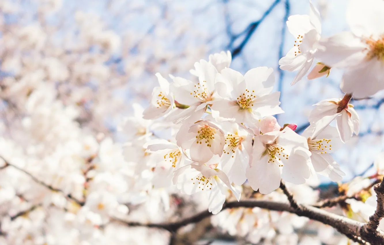 Photo wallpaper the sky, macro, light, cherry, spring, Sakura