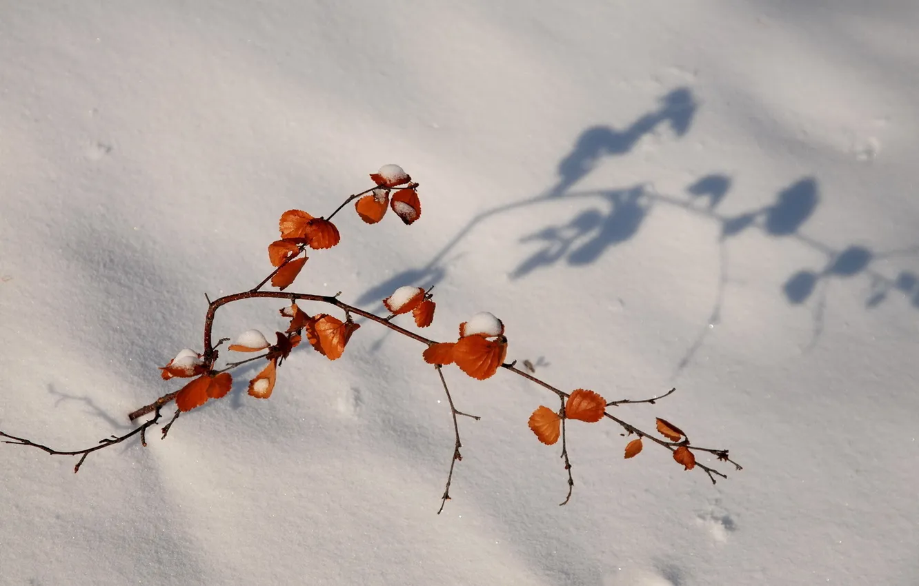 Photo wallpaper winter, snow, nature