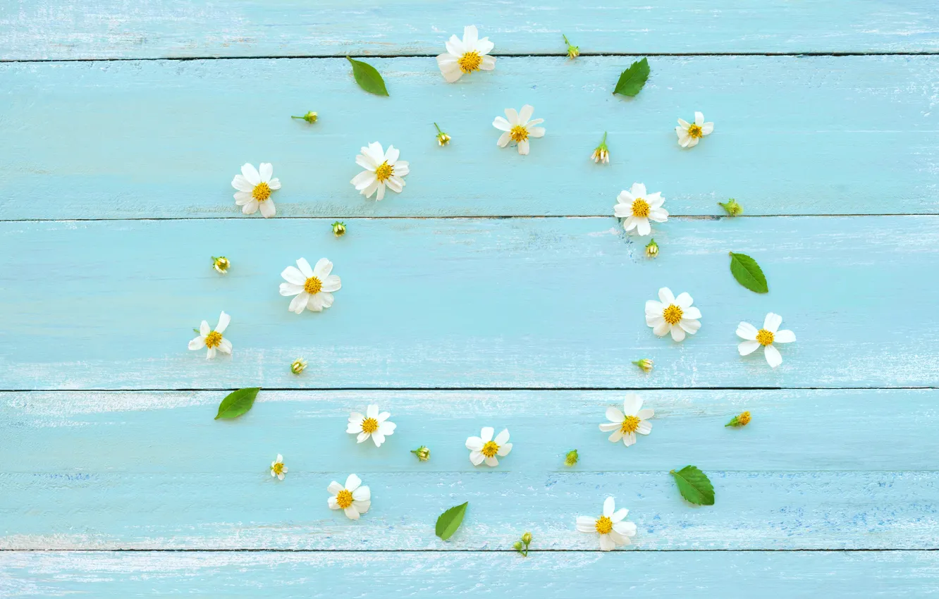 Photo wallpaper flowers, chamomile, white, white, wood, flowers, beautiful, romantic