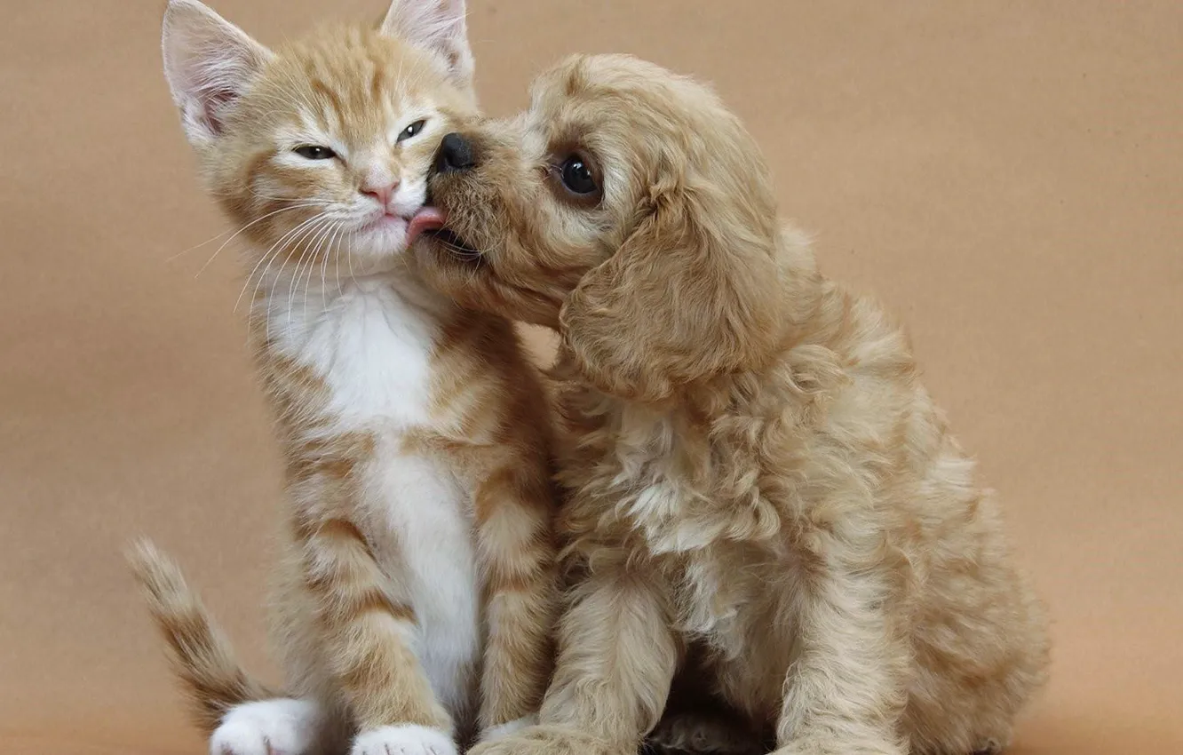 Photo wallpaper puppy, kitten, cat, dog, cute, friends