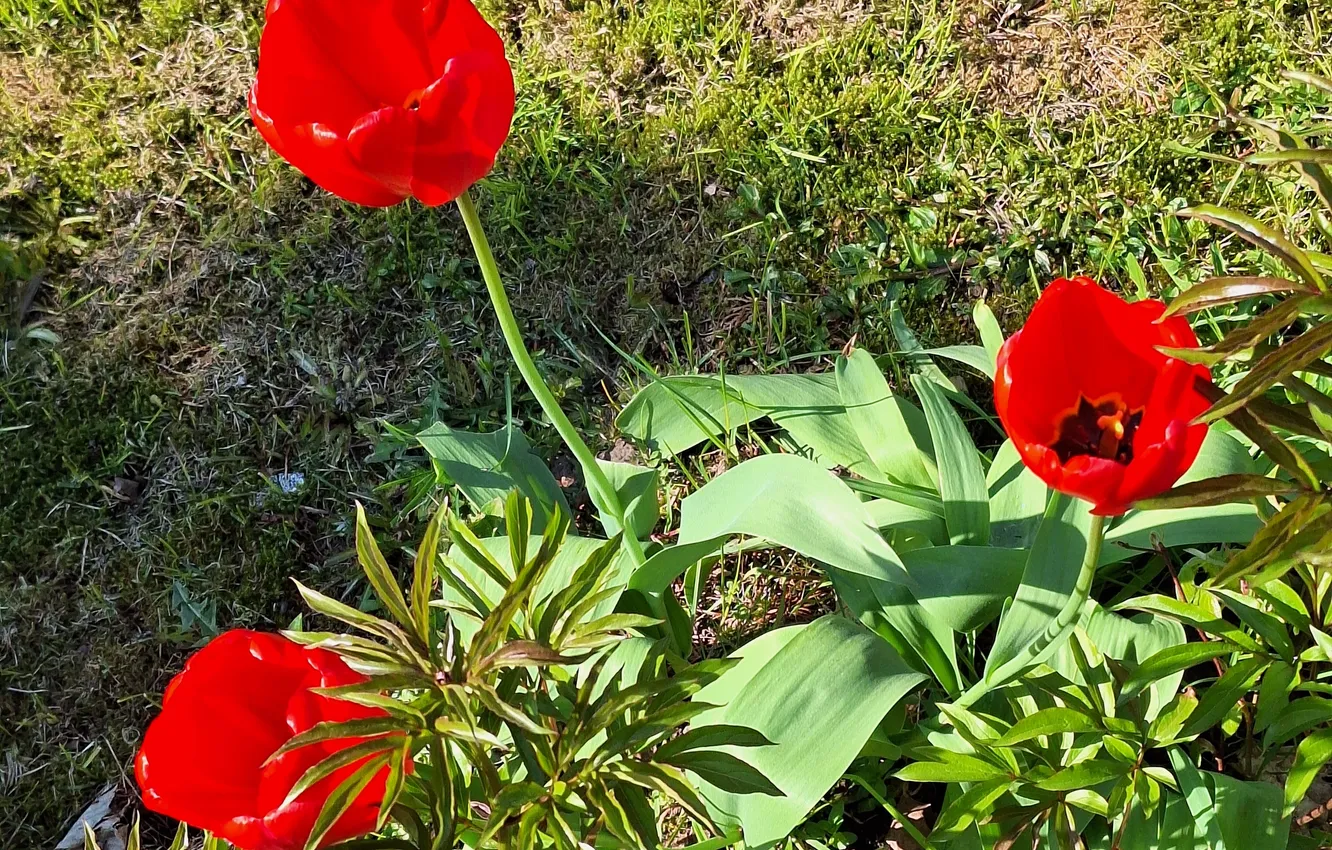 Photo wallpaper Spring, The sun, flower garden, Red Tulips