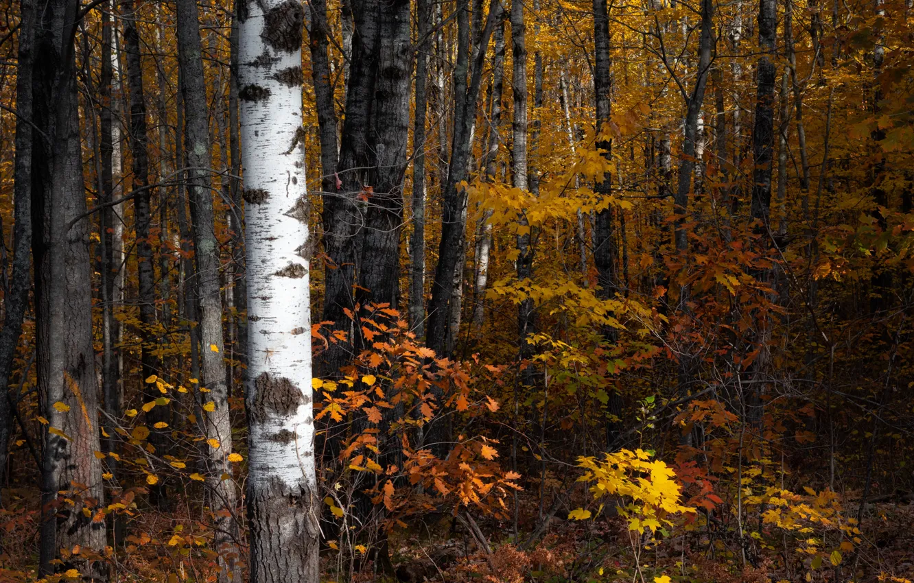 Photo wallpaper Wood, Autumn, Trees, Leaf, Dave Hoefler