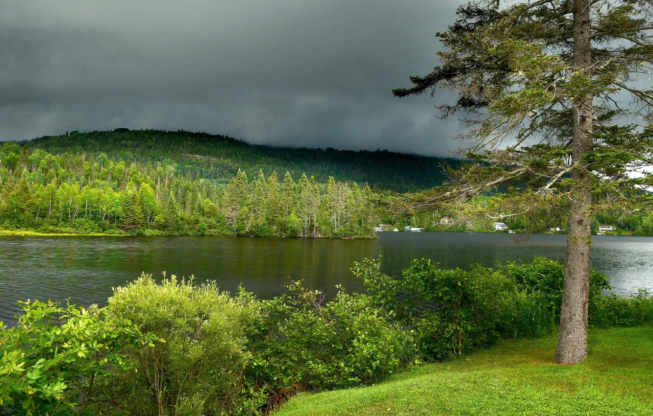 Photo wallpaper forest, summer, trees, clouds, shore, the bushes, pond, pine