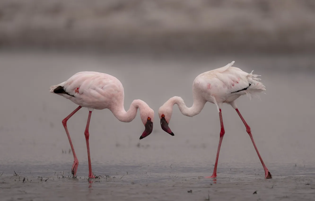 Photo wallpaper pair, birds, water, Flamingo, pink