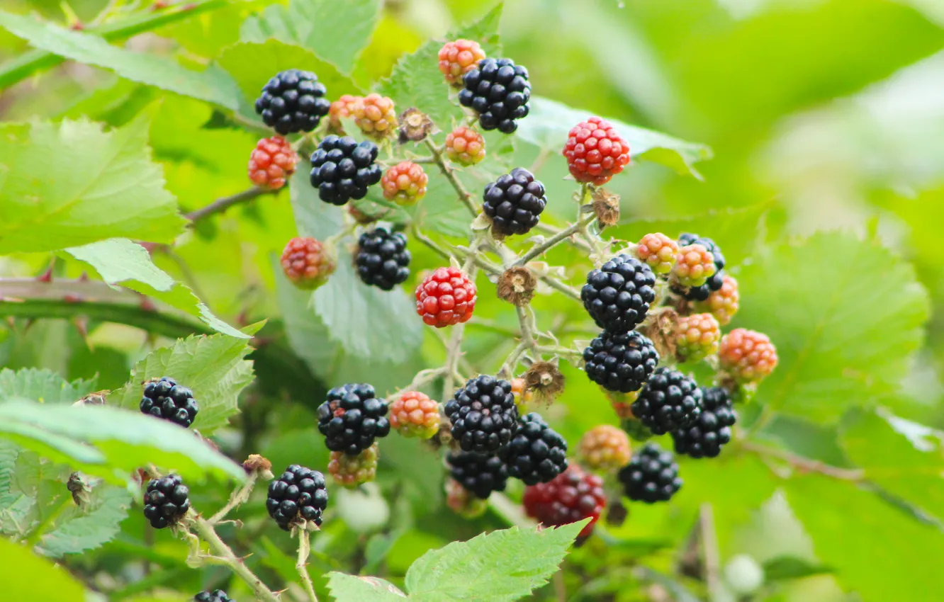 Photo wallpaper black, food, fruit, twig