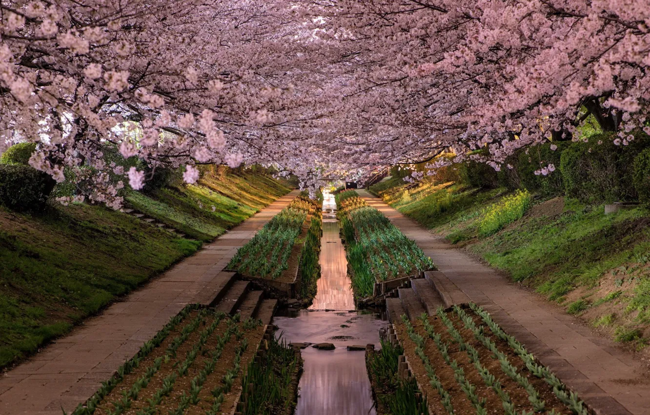 Photo wallpaper stream, stage, Japan, alley, Sakura spring