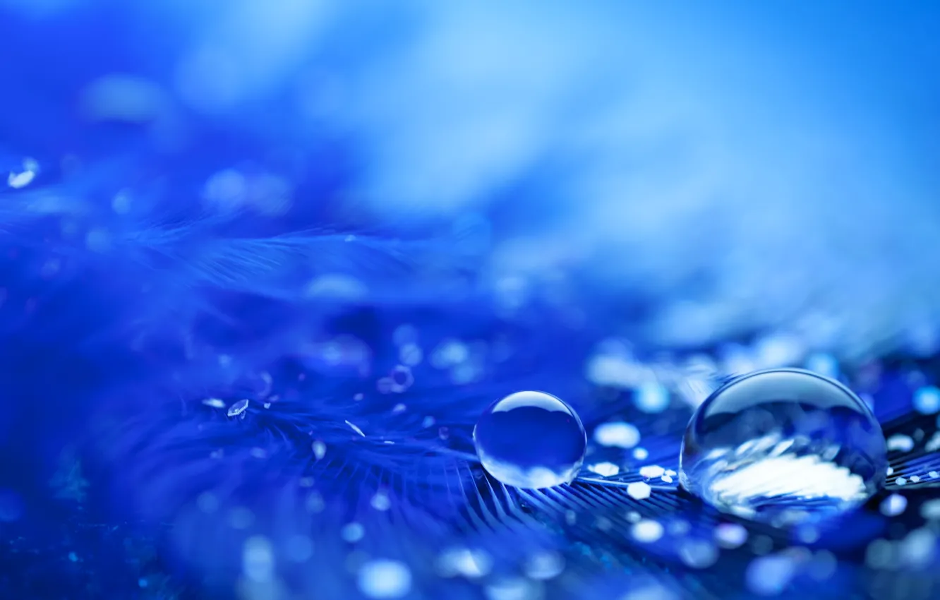 Photo wallpaper drops, macro, branches, background