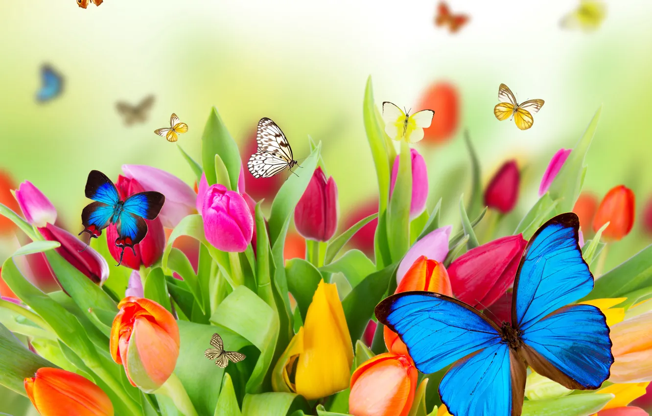 Photo wallpaper flowers, nature, collage, butterfly, tulips