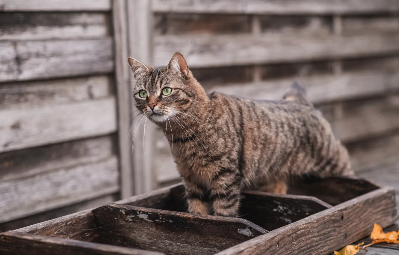 Photo wallpaper cat, cat, look, pose, grey, wall, Board, ladder