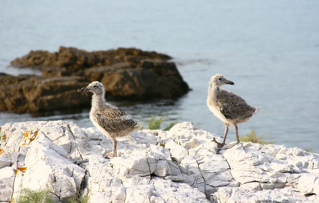 Photo wallpaper sea, animals, nature, stones, seagulls, brothers, Chicks