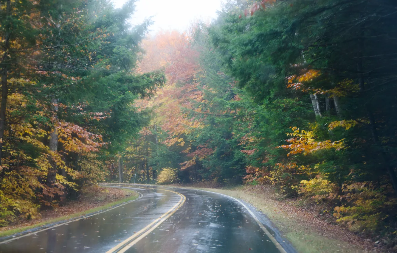 Photo wallpaper road, autumn, forest, trees, fog, rain, forest, Nature