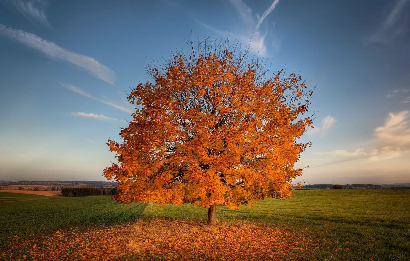 Photo wallpaper field, autumn, leaves, trees