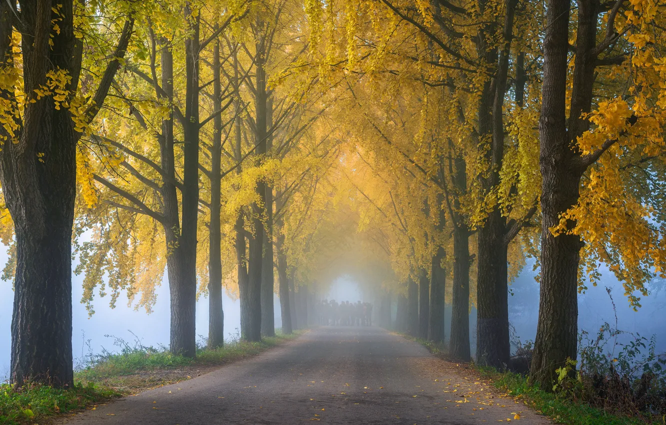 Photo wallpaper autumn, Park, alley