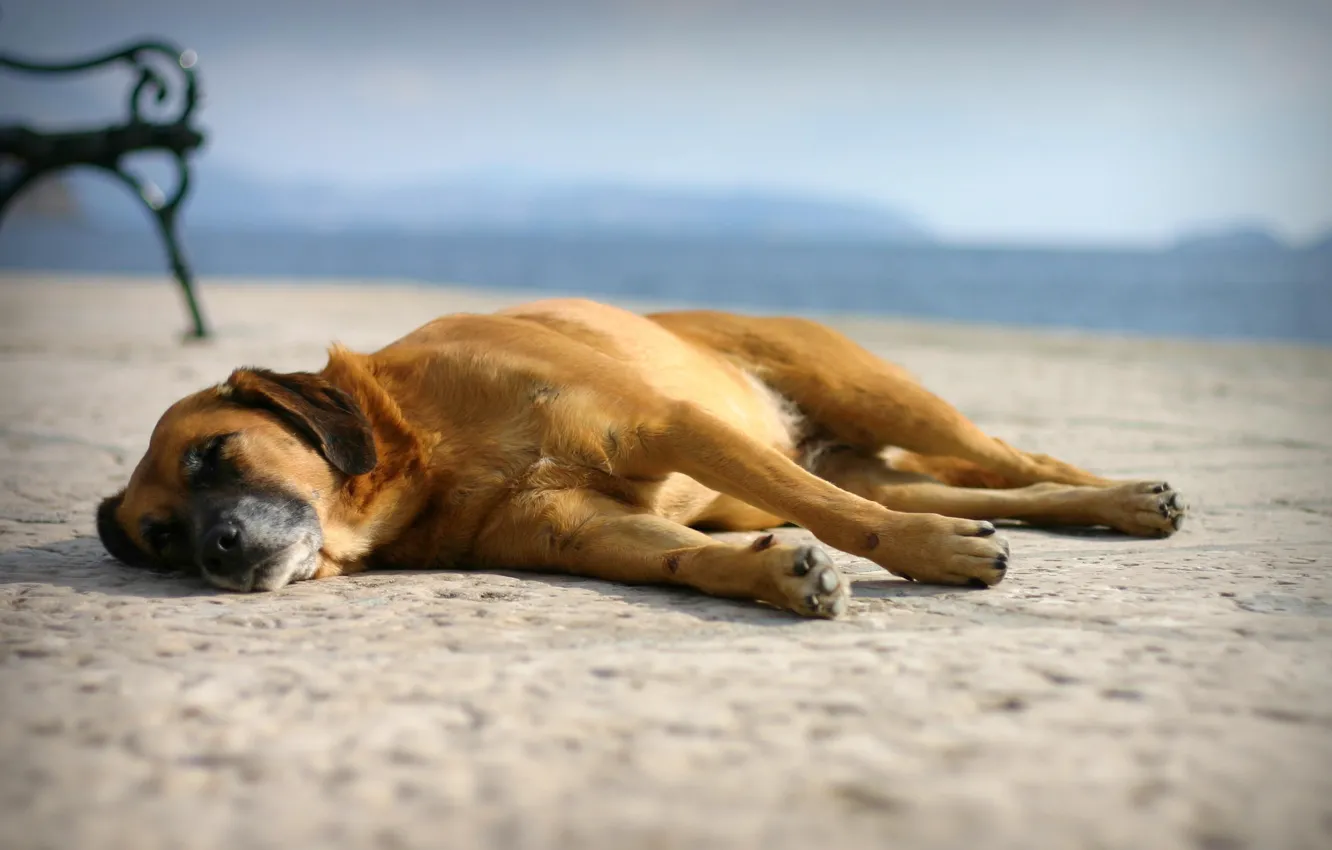 Photo wallpaper sand, beach, sleep, dog, Stay