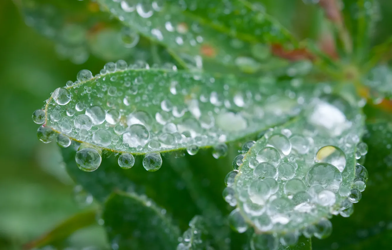 Photo wallpaper leaves, water, drops, nature, Rosa, plant
