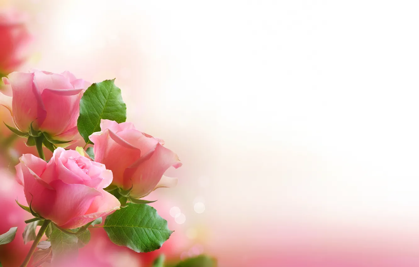 Photo wallpaper leaves, flowers, roses, bouquet, petals, pink