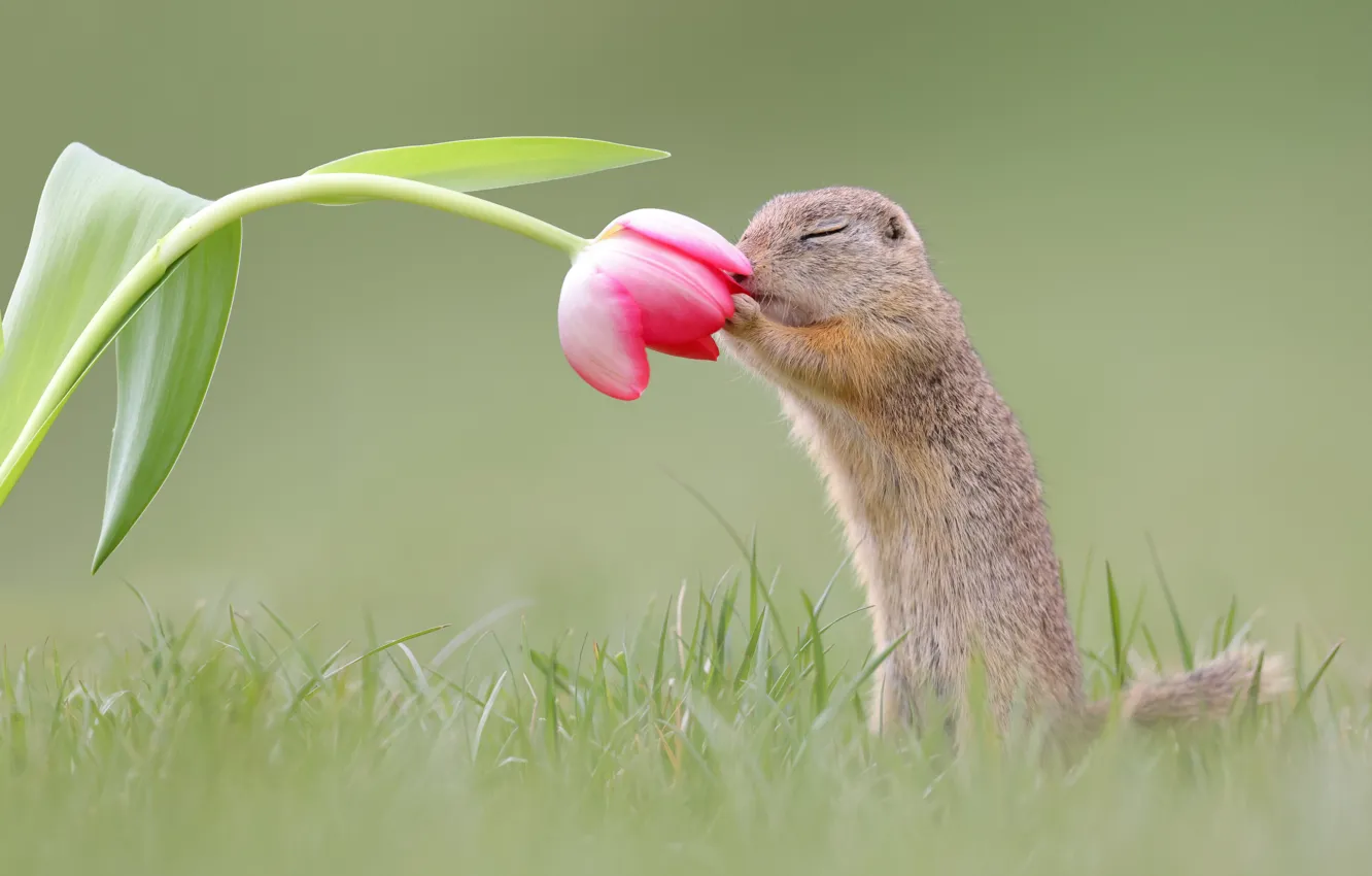 Photo wallpaper flower, grass, background, Tulip, gopher, rodent
