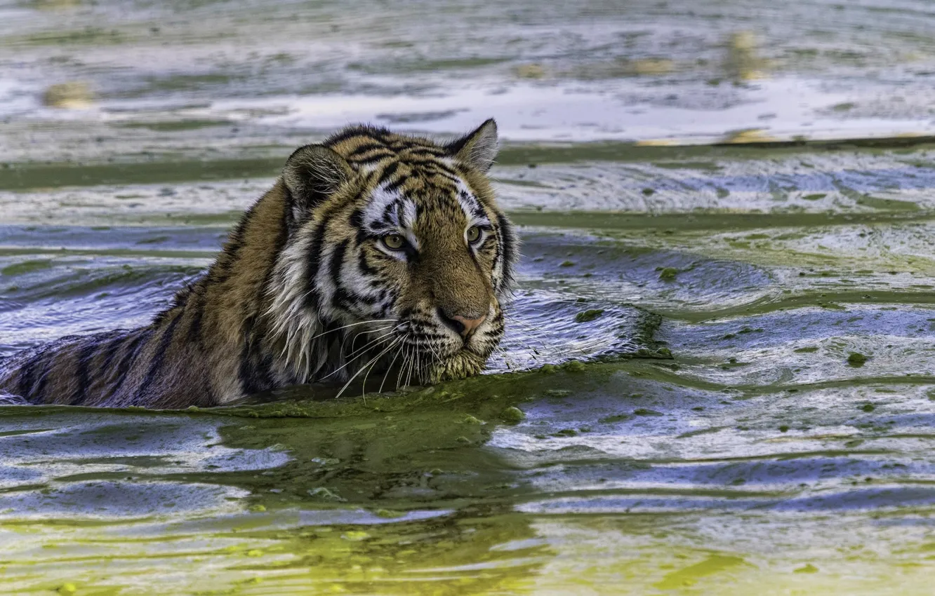 Photo wallpaper tiger, predator, bathing, wild cat