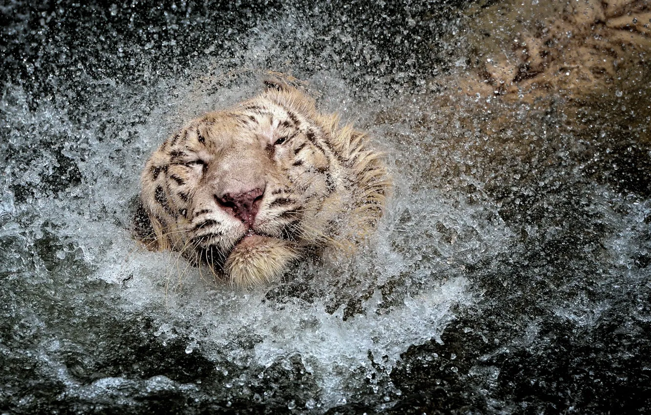 Photo wallpaper water, squirt, tiger