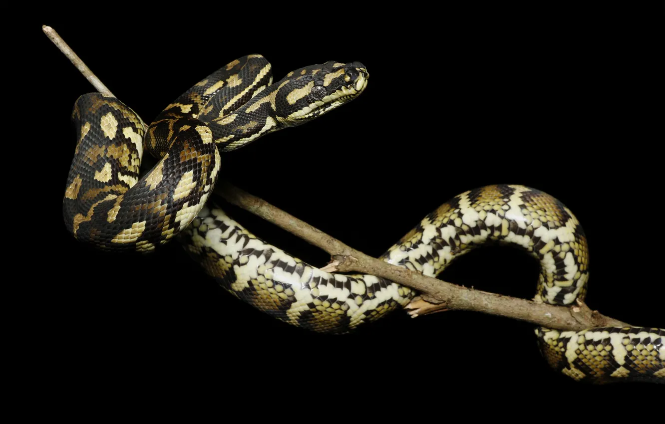 Photo wallpaper branches, snake, Python, black background, spotted, reptile