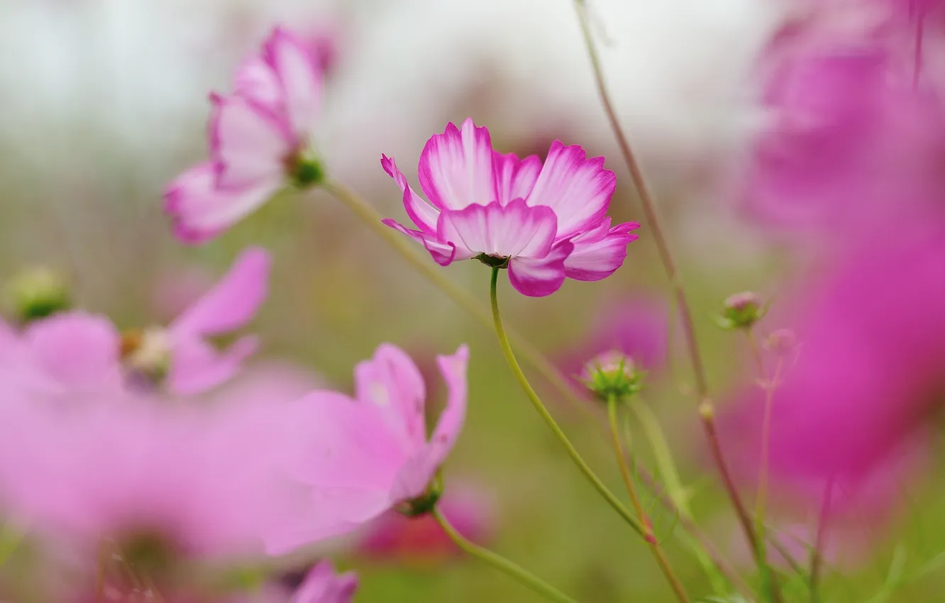 Photo wallpaper field, flowers, petals, stem, meadow