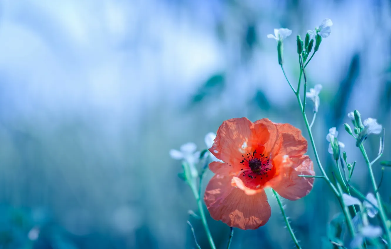 Photo wallpaper flowers, nature, Mac