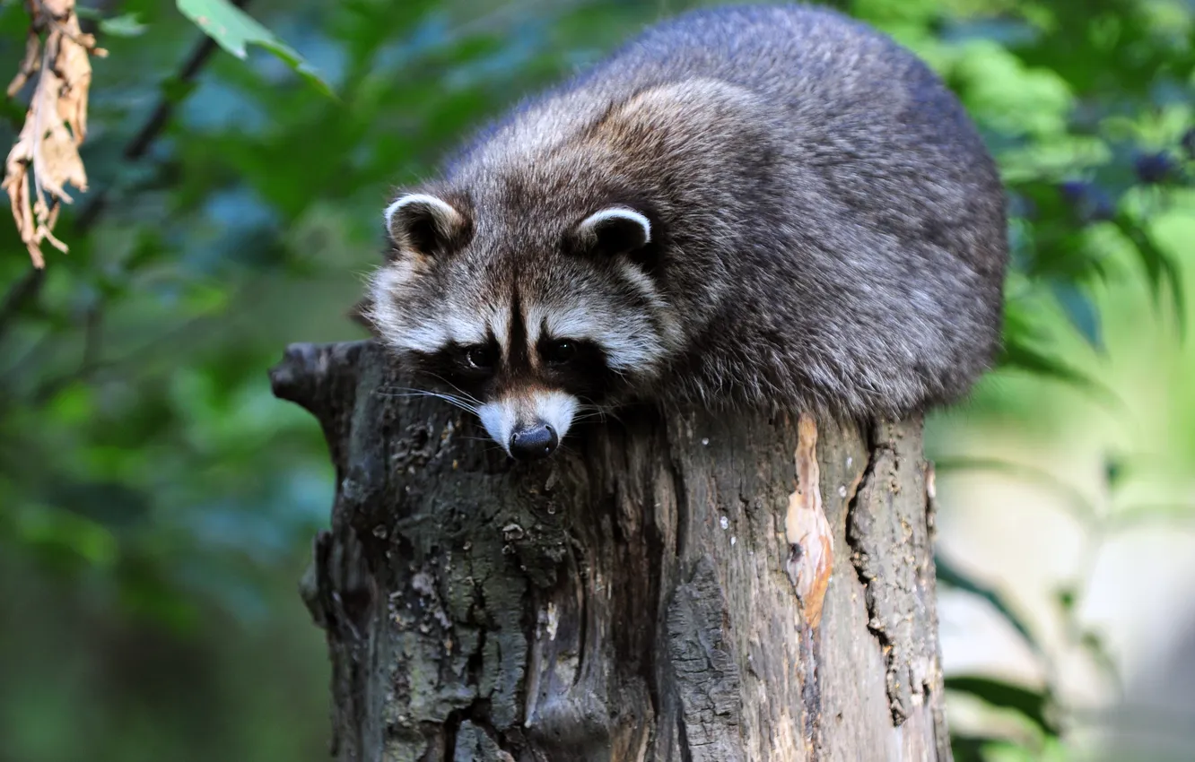 Photo wallpaper look, stump, stump, raccoon