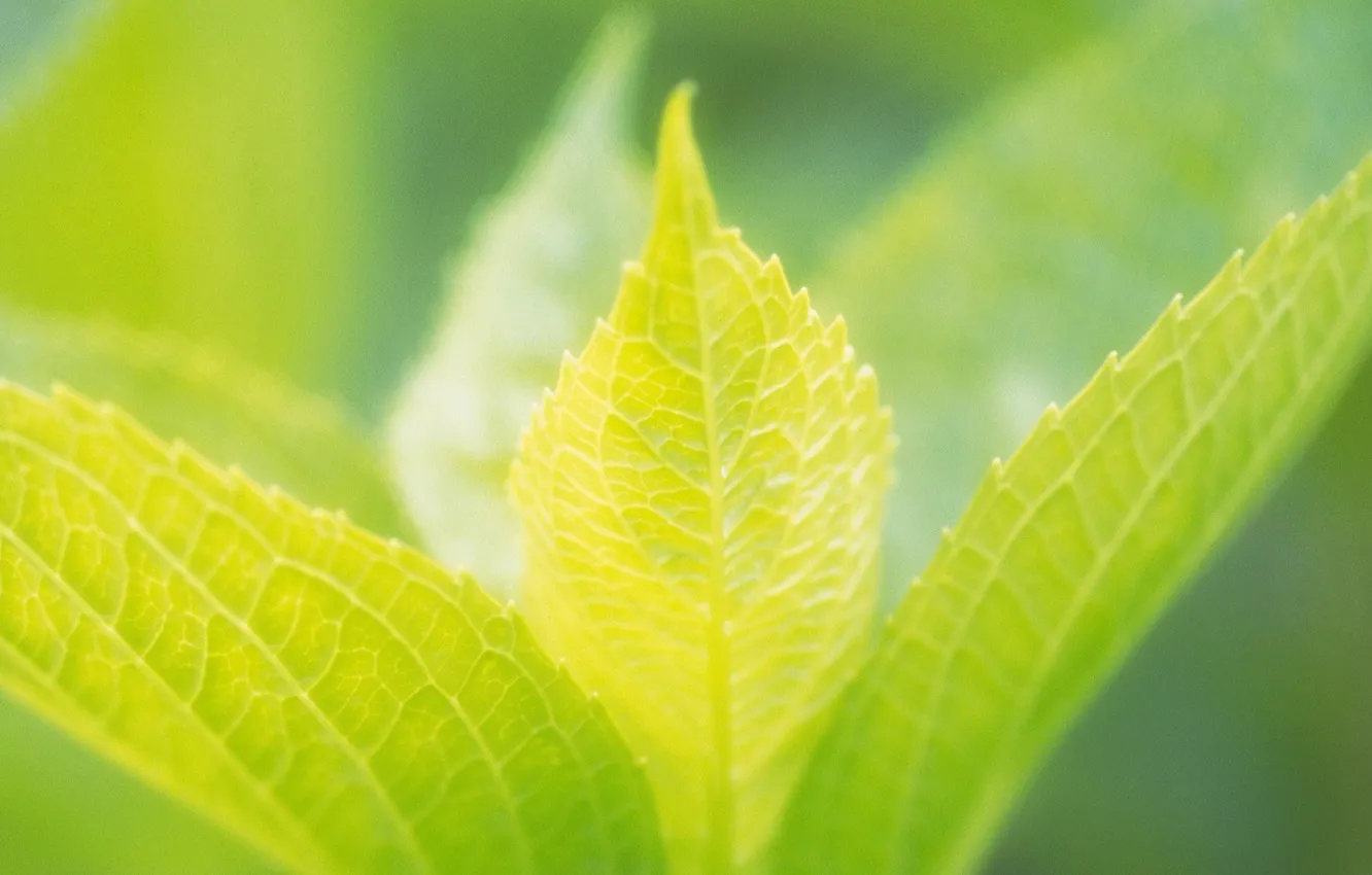 Photo wallpaper summer, leaves, green, leaves