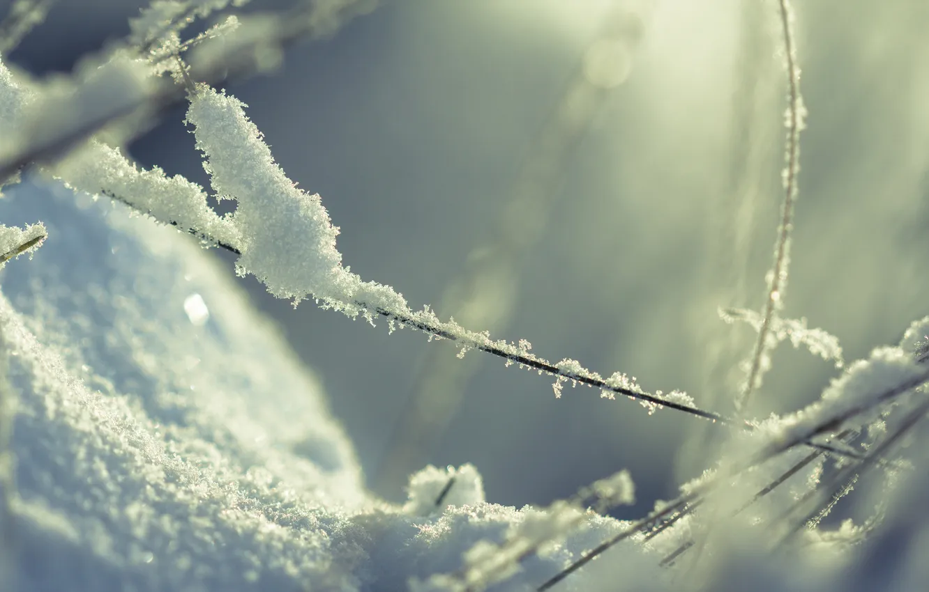 Photo wallpaper winter, grass, macro, light, snow