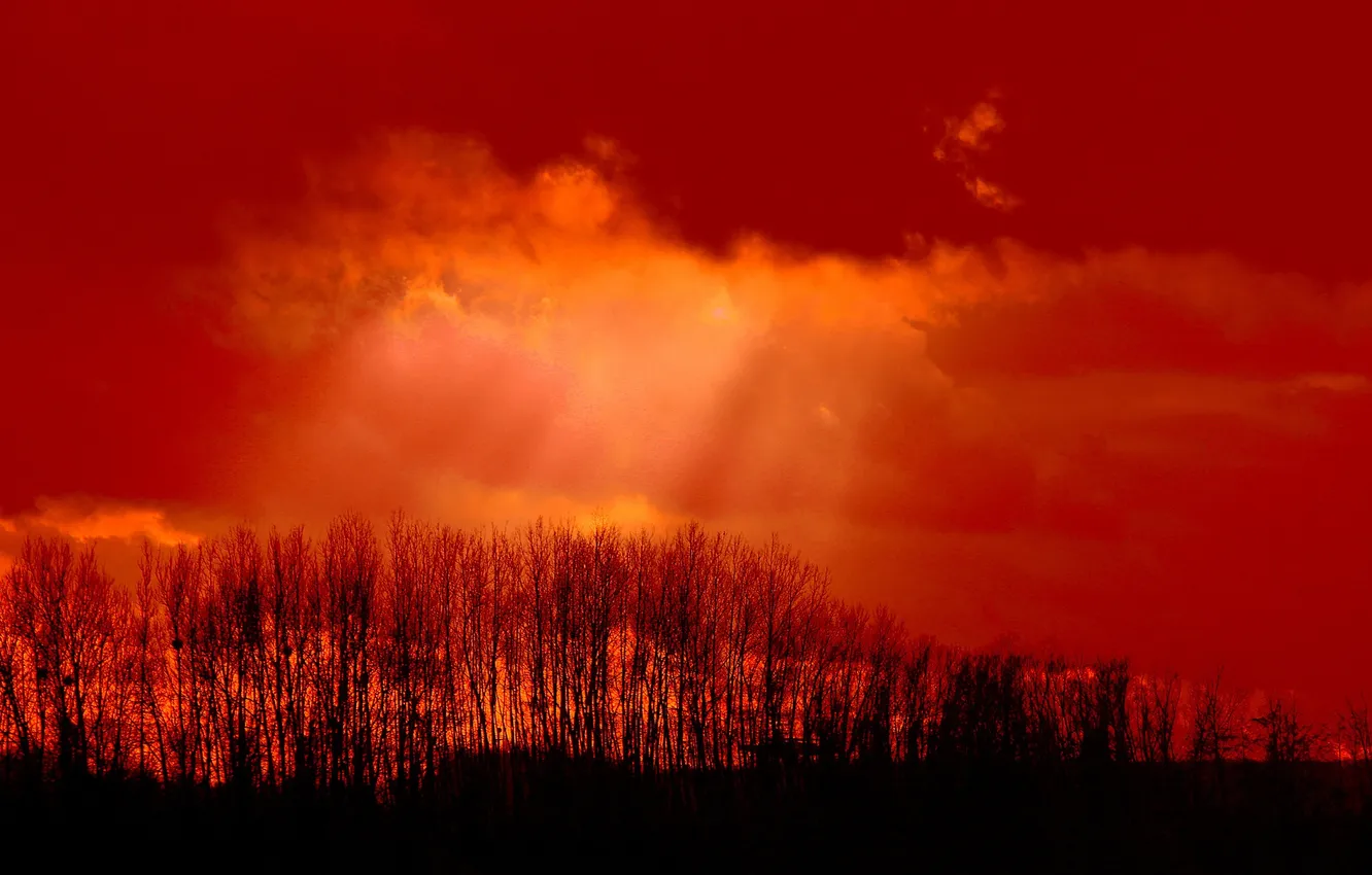 Photo wallpaper the sky, clouds, rays, light, trees, silhouette