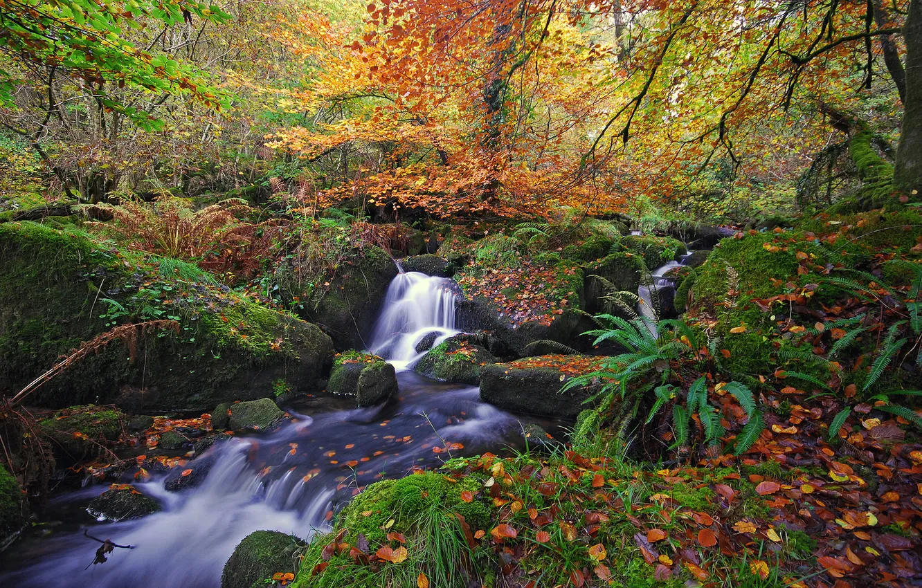 Photo wallpaper autumn, forest, leaves, nature, river, stream, waterfall
