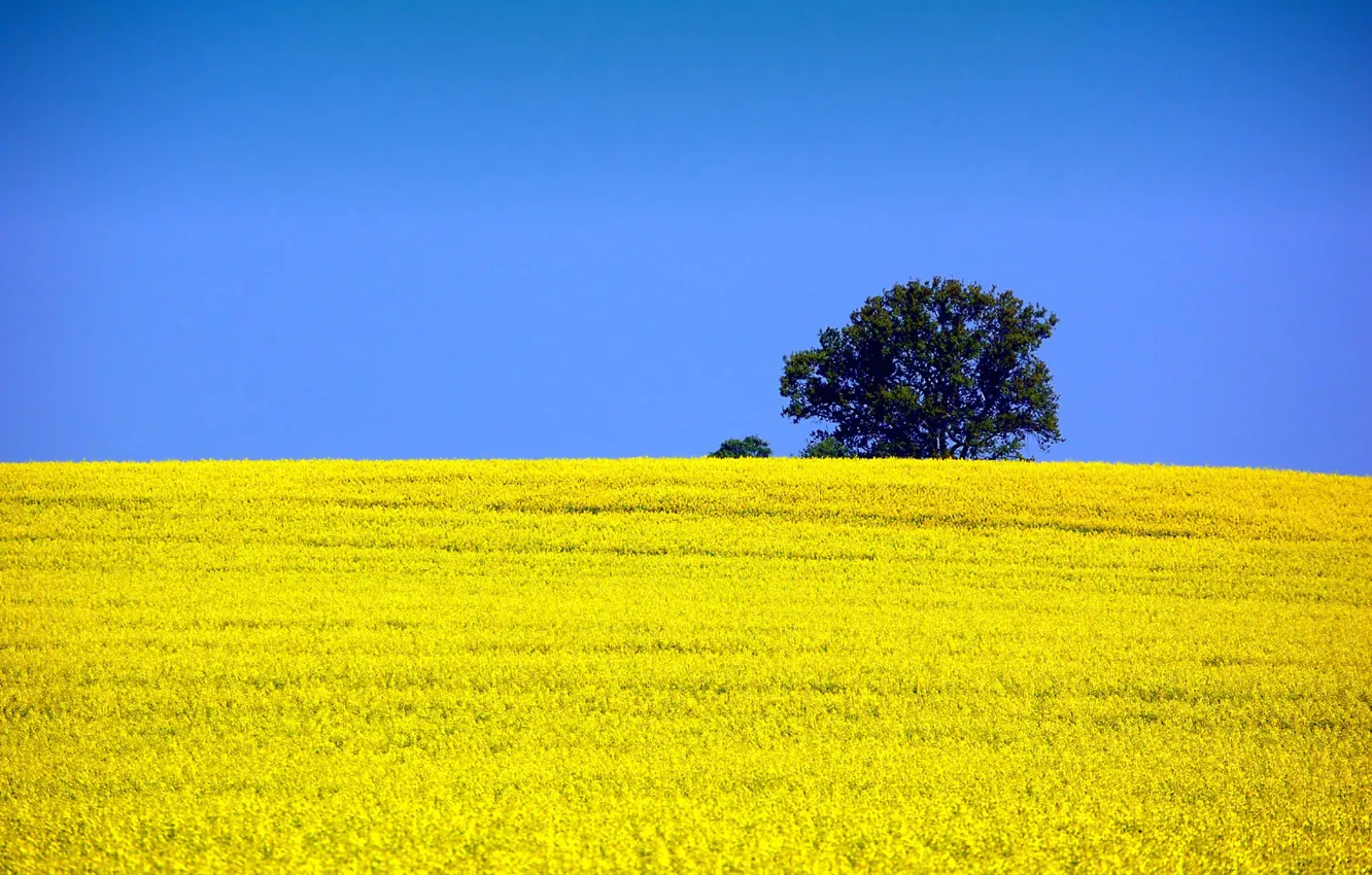 Photo wallpaper field, the sky, trees, nature, rape