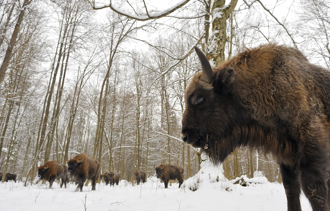 Photo wallpaper snow, the herd, the national Park of Poland, The Bialowieza National Park (Bialowieza National Park, …