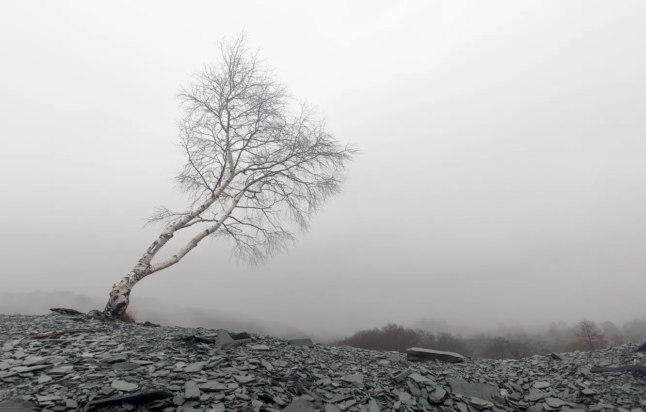 Photo wallpaper fog, mountain, birch