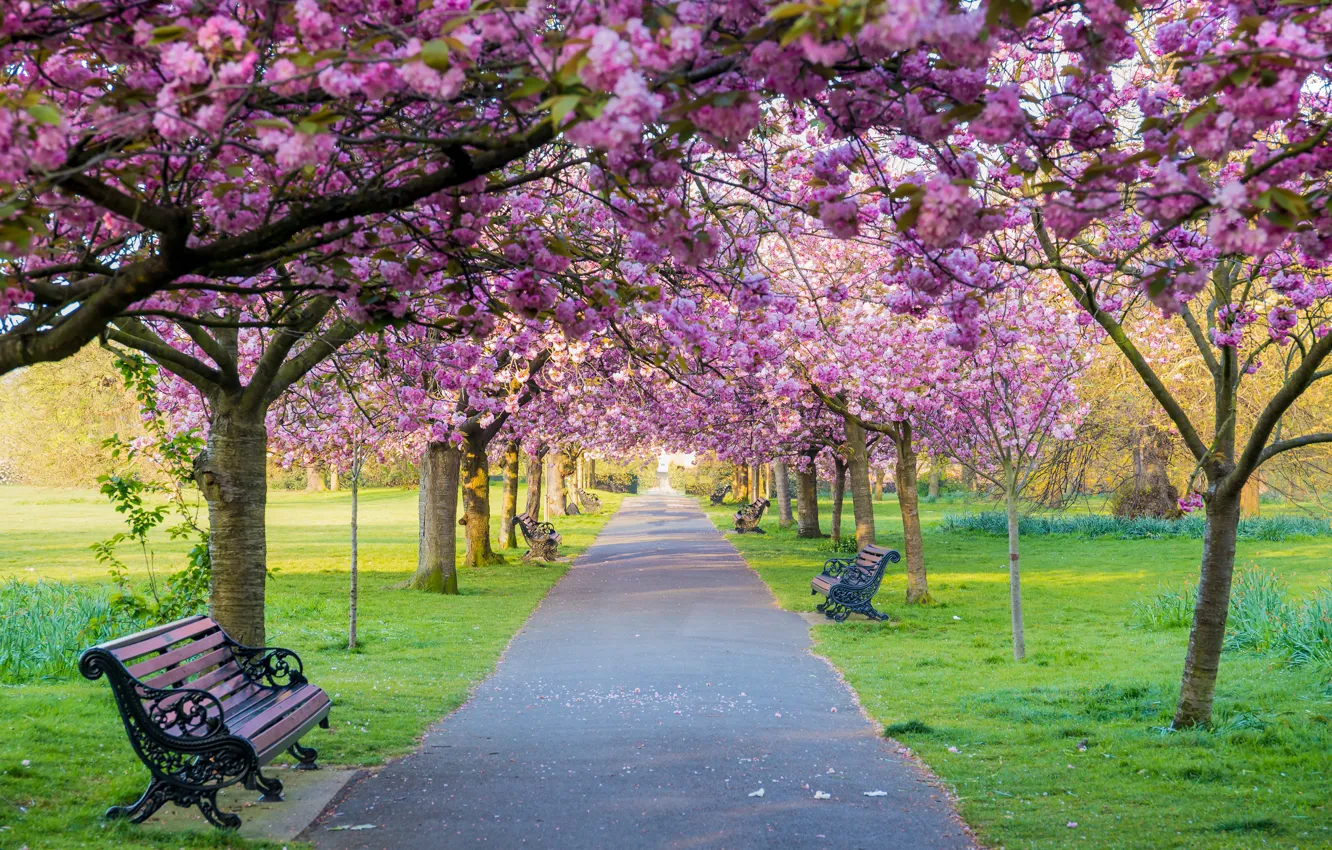 Photo wallpaper trees, flowers, bench, Park, spring, Sakura, flowering, pink