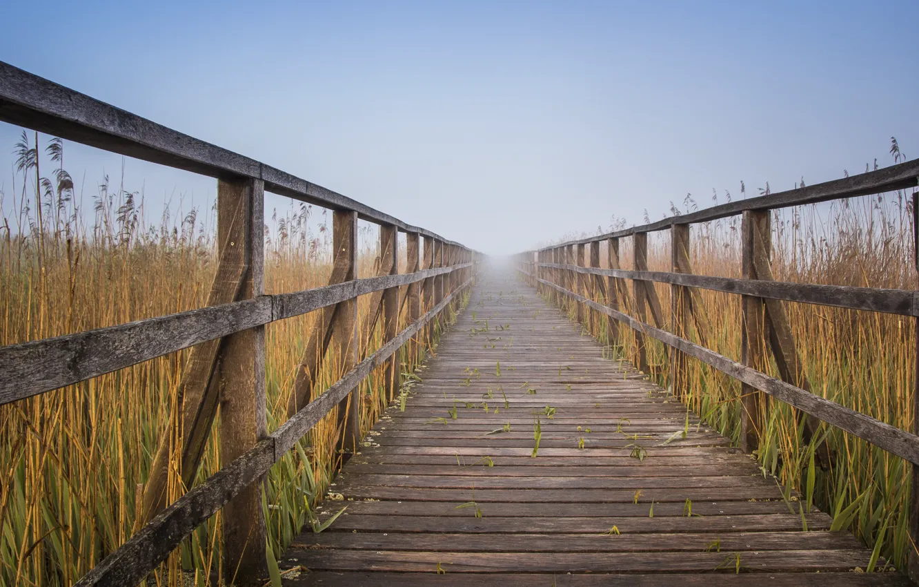 Photo wallpaper road, landscape, nature, fog, Board, reed, railings, flooring