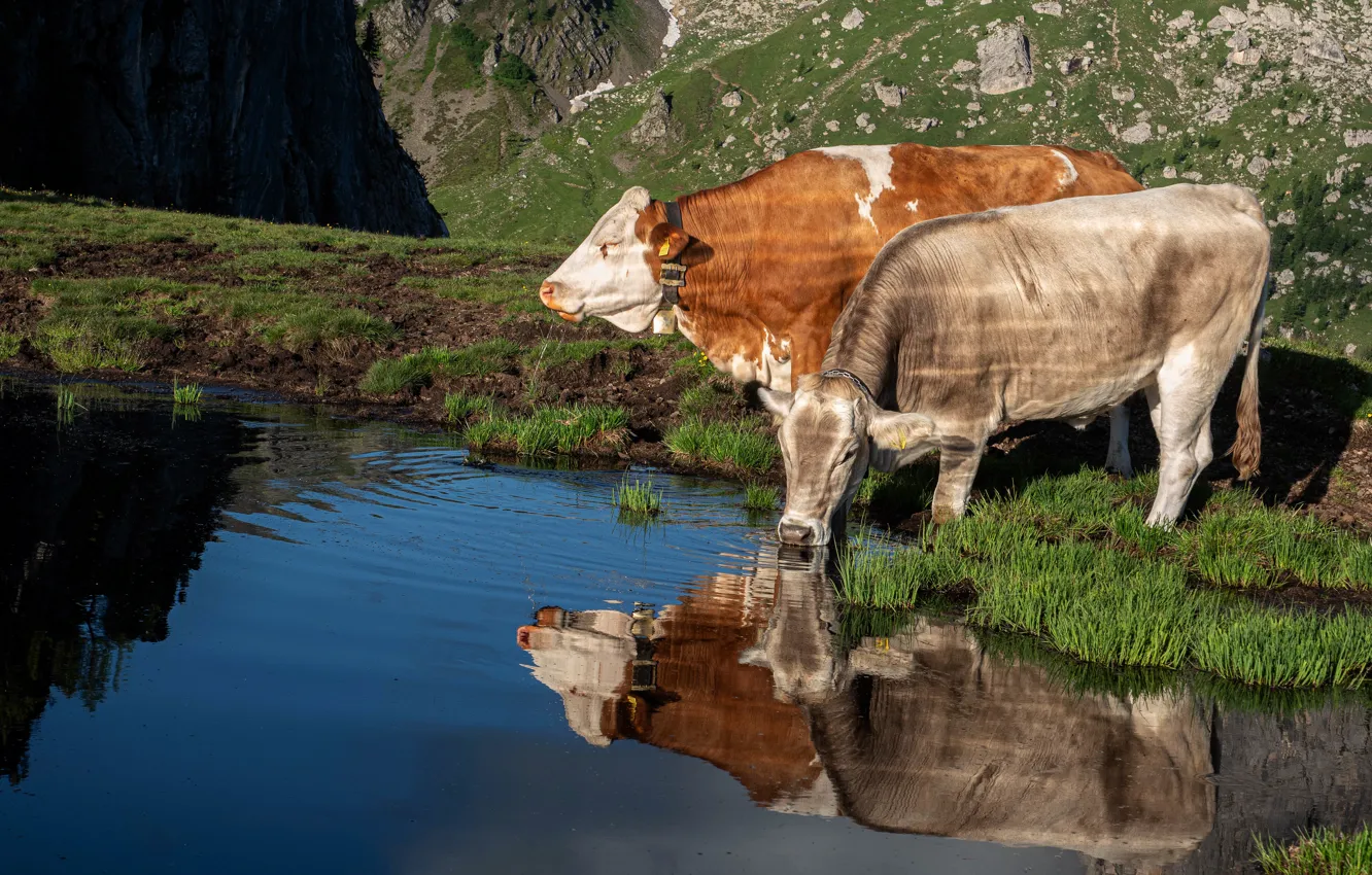 Photo wallpaper light, reflection, shore, two, cows, pair, drink, pond