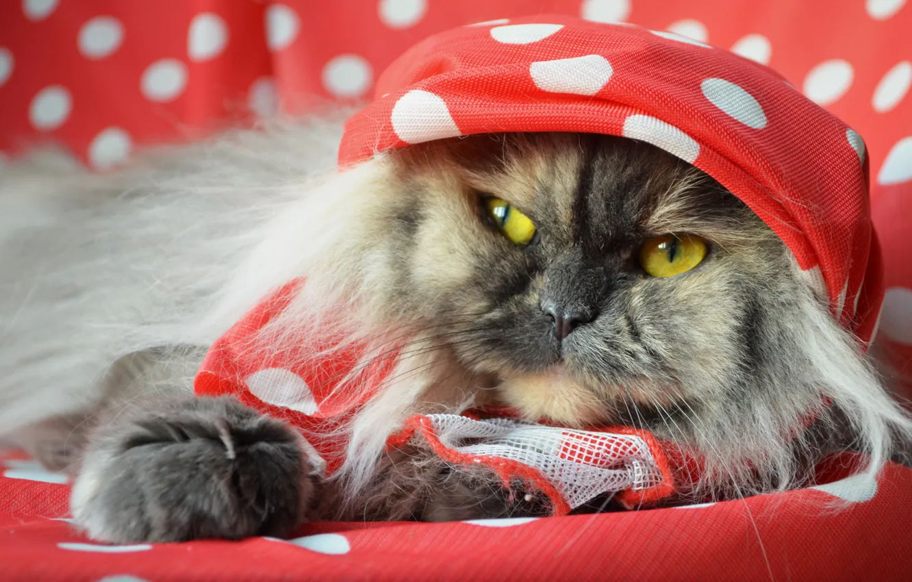 Photo wallpaper cat, look, home