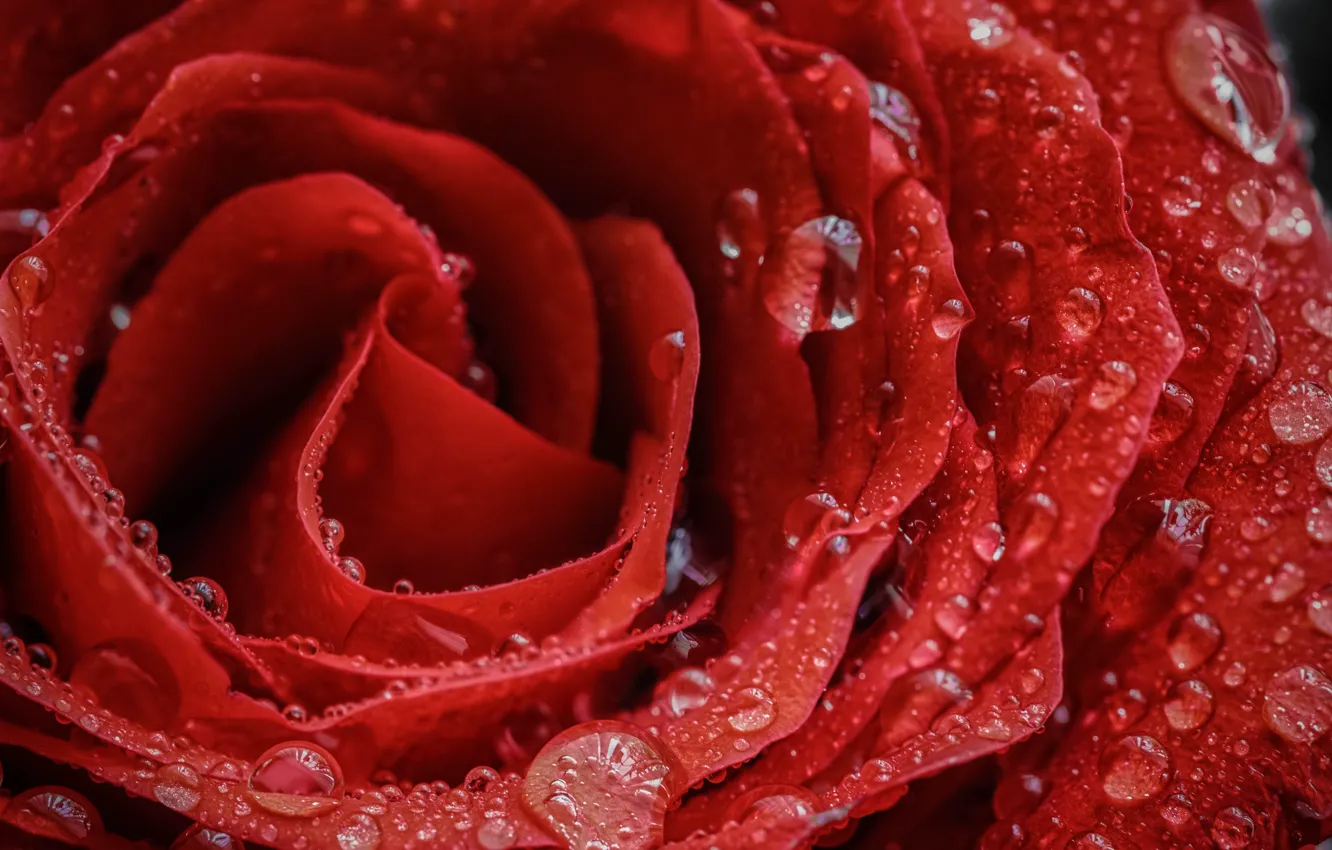 Photo wallpaper drops, macro, rose, petals, Bud, red rose