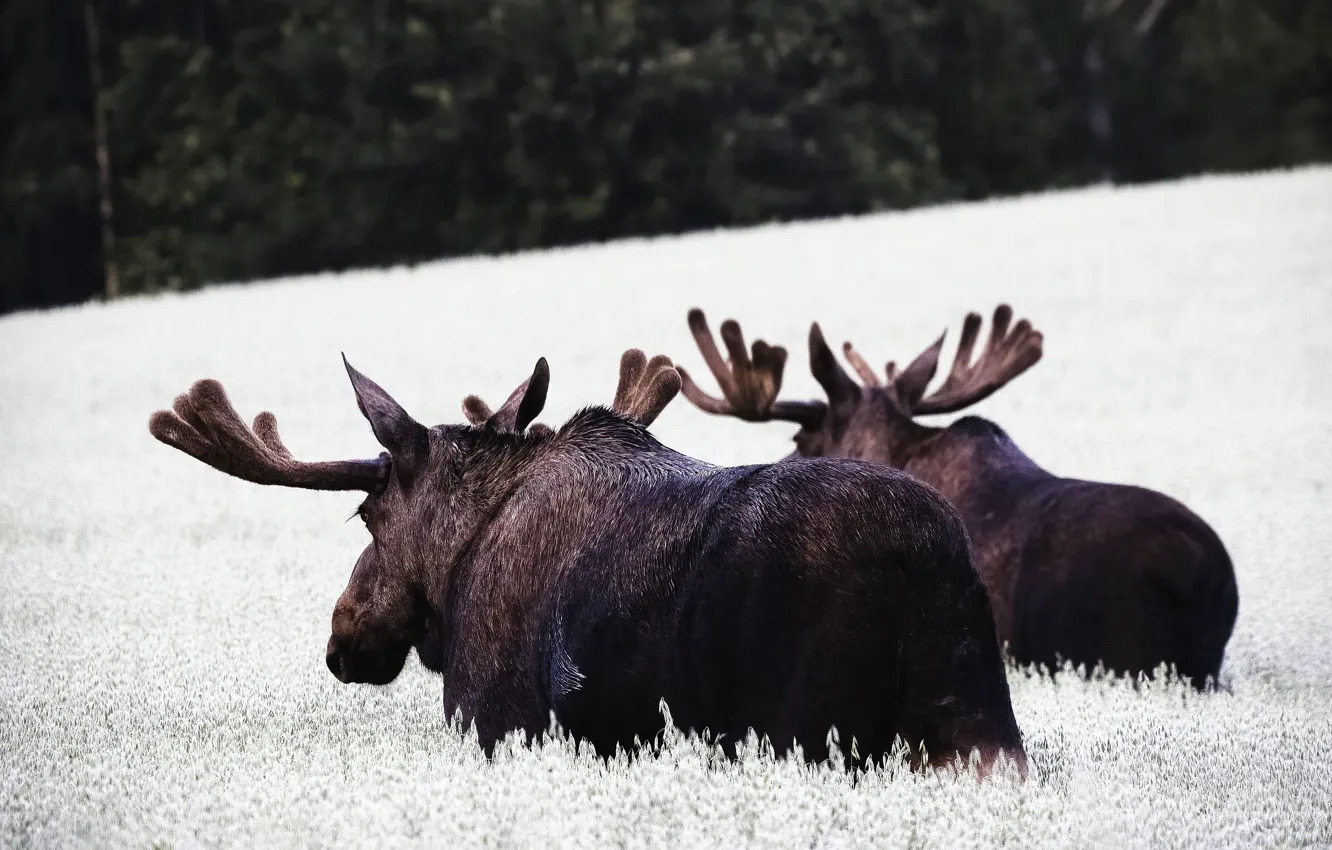 Photo wallpaper field, nature, pair, walk, moose, two elk