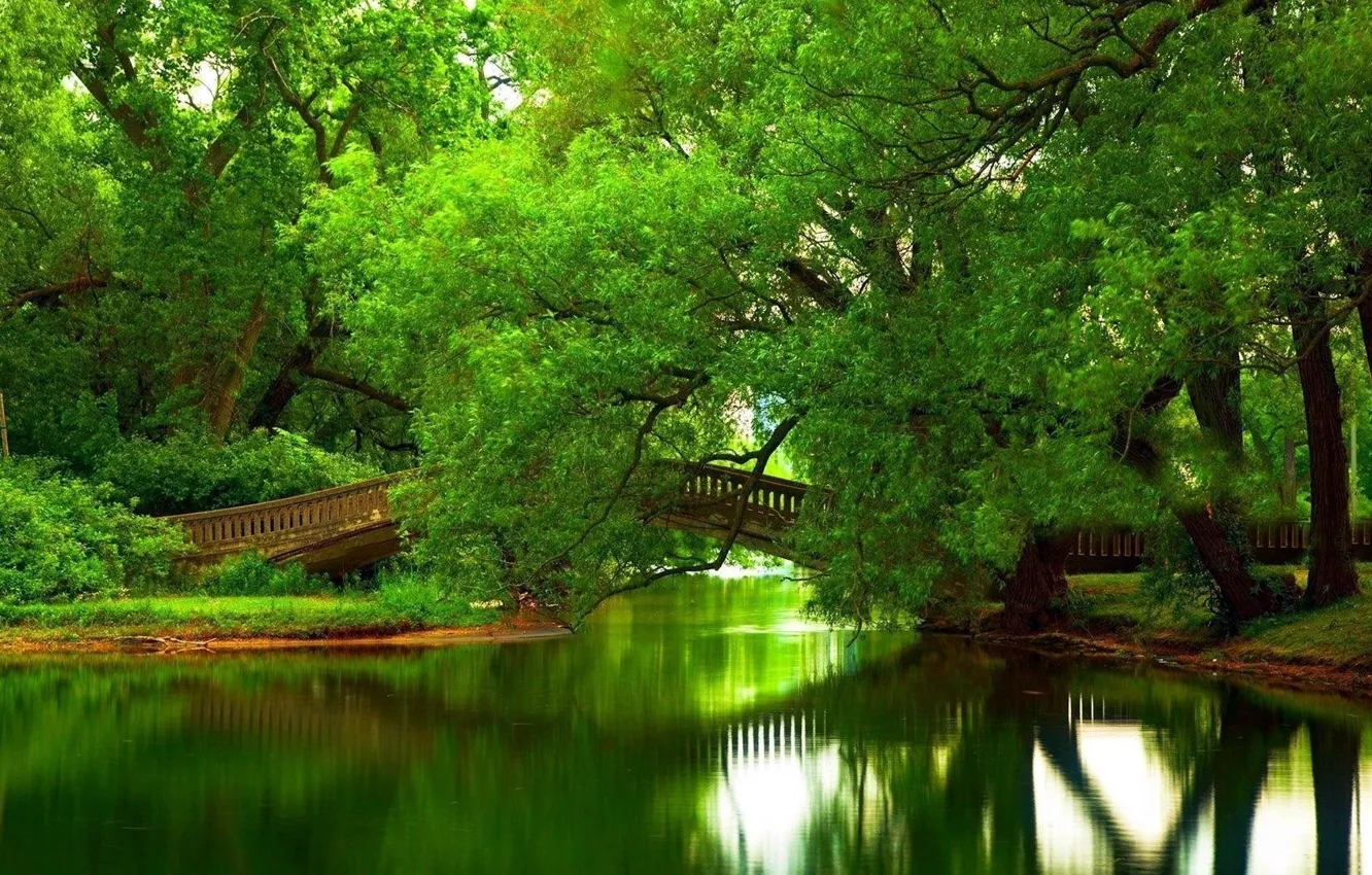 Photo wallpaper greens, bridge, the reflection in the water, in the Park
